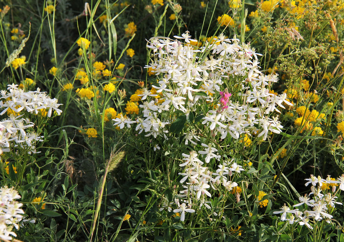 Image of Clematis lathyrifolia specimen.