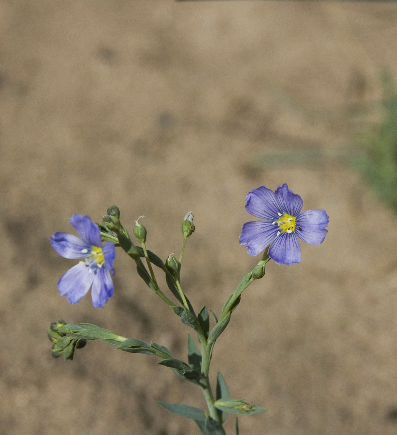 Image of Linum baicalense specimen.