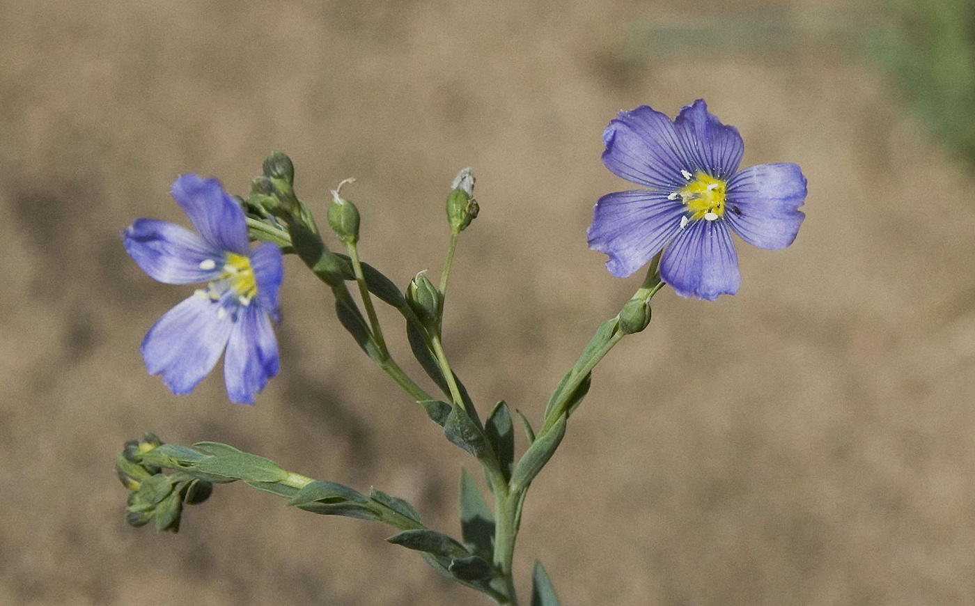 Изображение особи Linum baicalense.