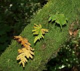 Polypodium interjectum