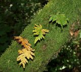 Polypodium interjectum. Вегетирующие и отмершие молодые растения на стволе погибшего дерева. Краснодарский край, окр. г. Сочи, Тисо-самшитовая роща. 13.07.2019.