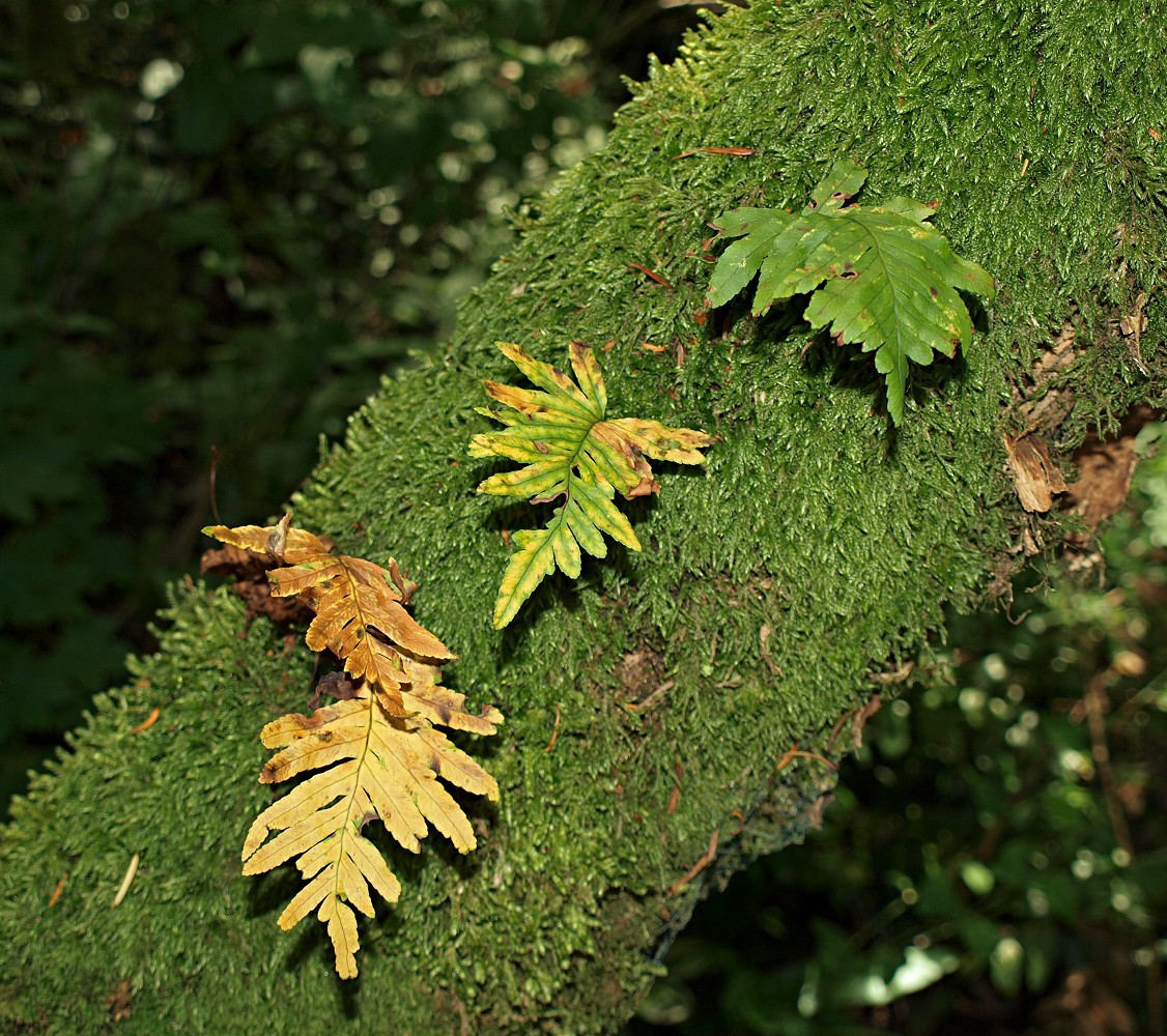 Изображение особи Polypodium interjectum.