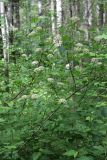 Physocarpus opulifolius. Верхушка цветущего растения. Карельский перешеек, окр. Сертолово, просека в смешанном лесу. 04.07.2020.