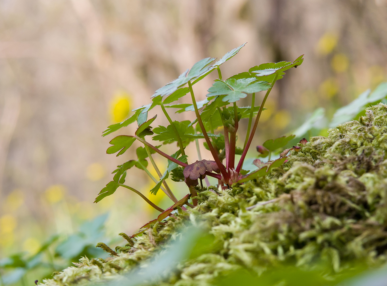 Изображение особи Geranium lucidum.