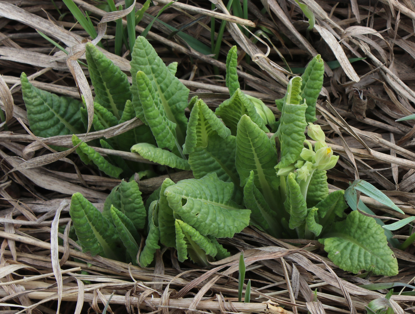 Изображение особи Primula veris.