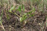 Buschia lateriflora. Цветущее и плодоносящее растение. Крым, Керченский п-ов, Приазовье, Караларская степь, луговина между засолённой степью и руслом сероводородного ручья. 14.05.2021.