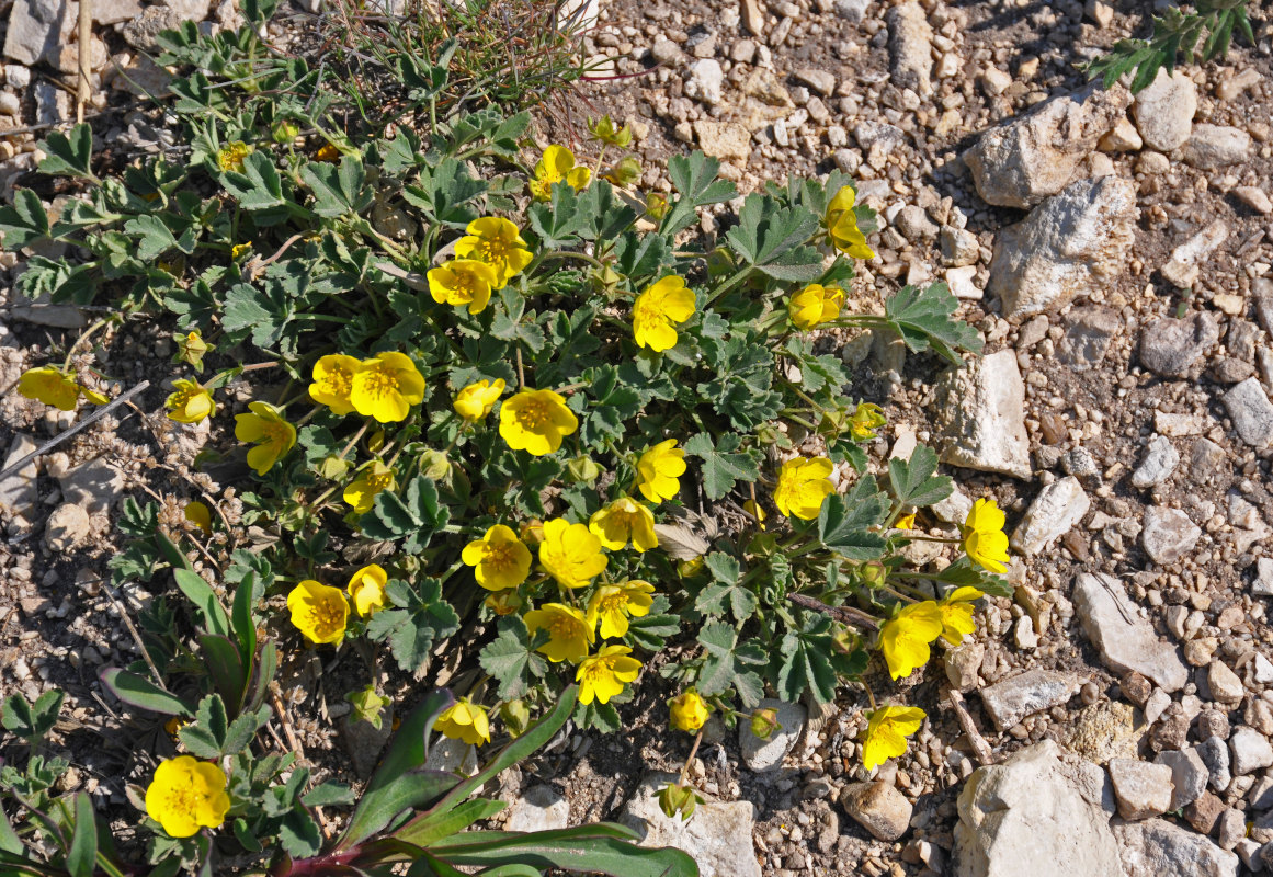 Изображение особи Potentilla incana.