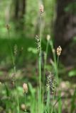 Carex pilosa. Верхушки растений с женскими (внизу) и мужскими соцветиями. Москва, Лесная опытная дача РГАУ-МСХА им. К. А. Тимирязева, широколиственный лес. 13 мая 2021 г.