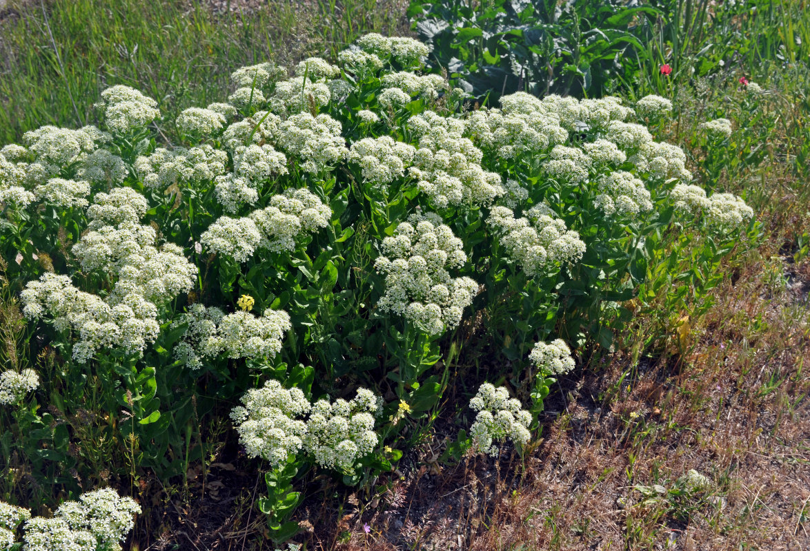 Image of Cardaria draba specimen.