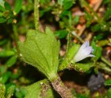 Campanula erinus. Лист (вид на абаксиальную поверхность). Израиль, Шарон, пос. Кфар Шмариягу, заповедник. 17.03.2014.