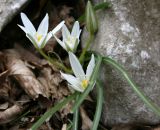 Ornithogalum woronowii. Цветущее растение. Абхазия, Новый Афон. Апрель 2007 г.