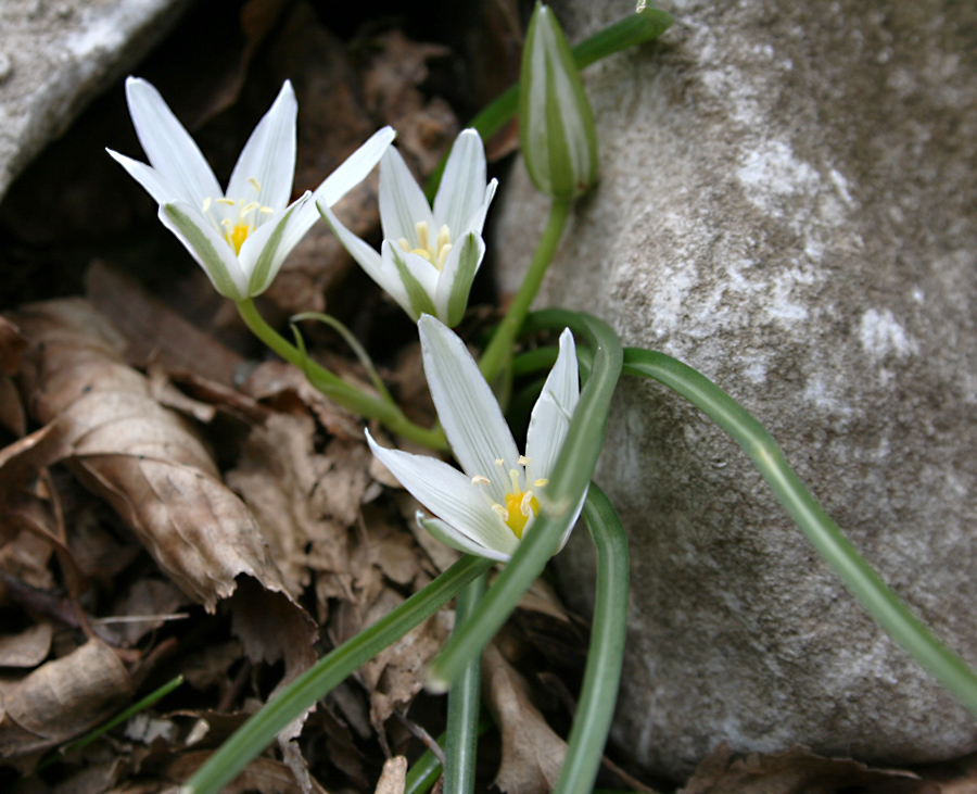 Изображение особи Ornithogalum woronowii.