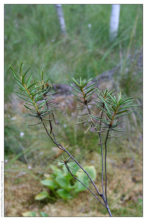 Image of Ledum palustre specimen.