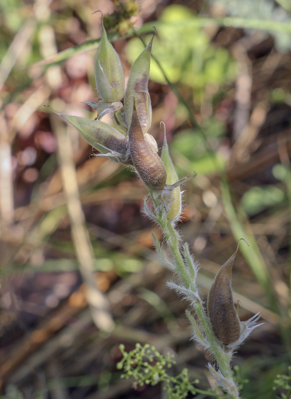 Image of Oxytropis kungurensis specimen.