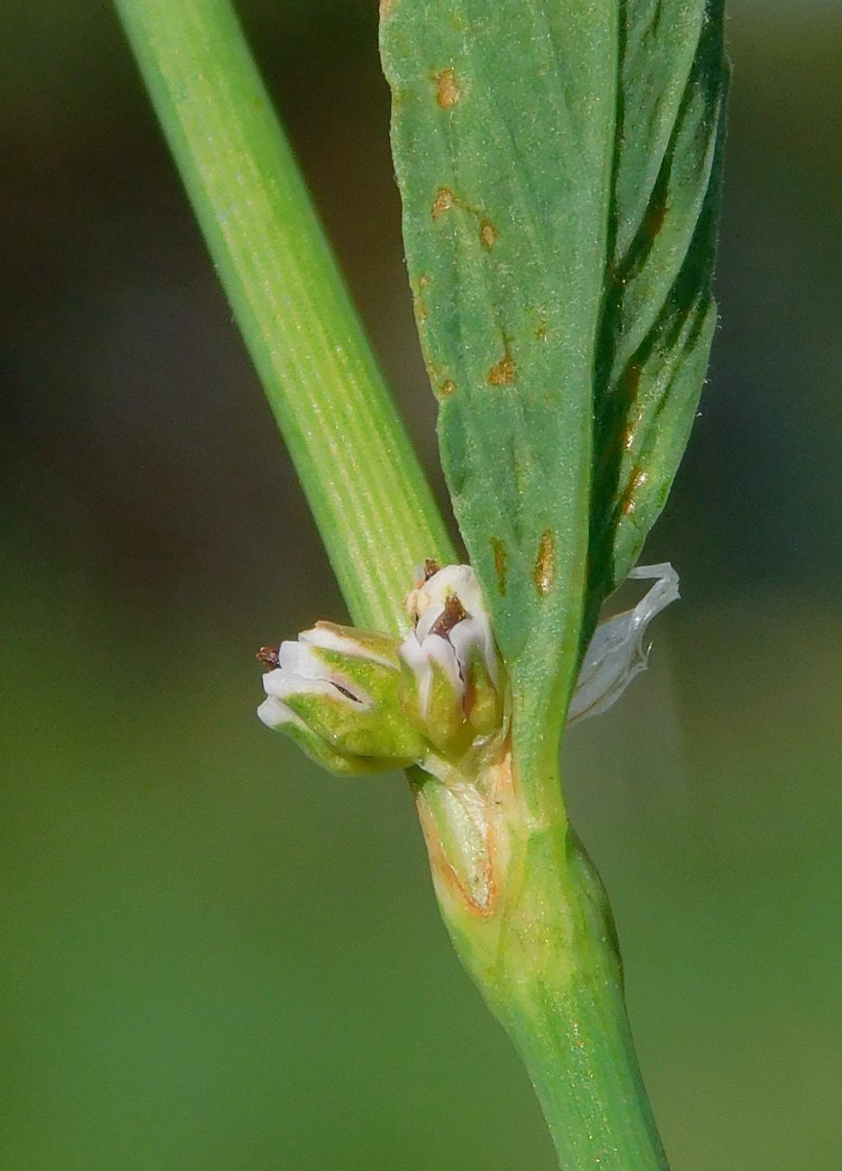 Image of Polygonum neglectum specimen.