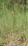 Lysimachia dubia. Цветущее растение с сидящей стрекозой Orthetrum sp. Дагестан, Дербентский р-н, 5 км к западу от с. Рубас, пойма р. Рубас, луг. 25 июня 2021 г.