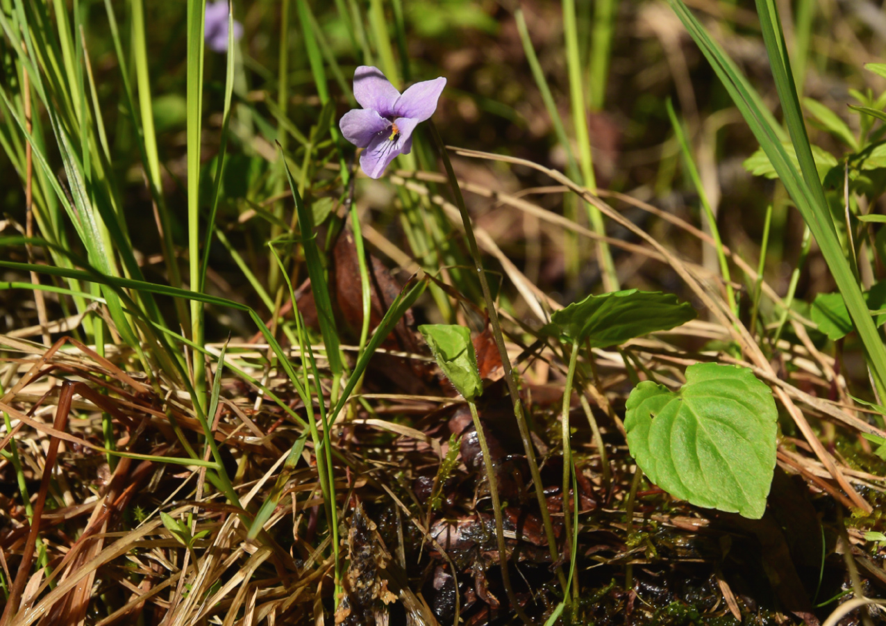 Image of genus Viola specimen.