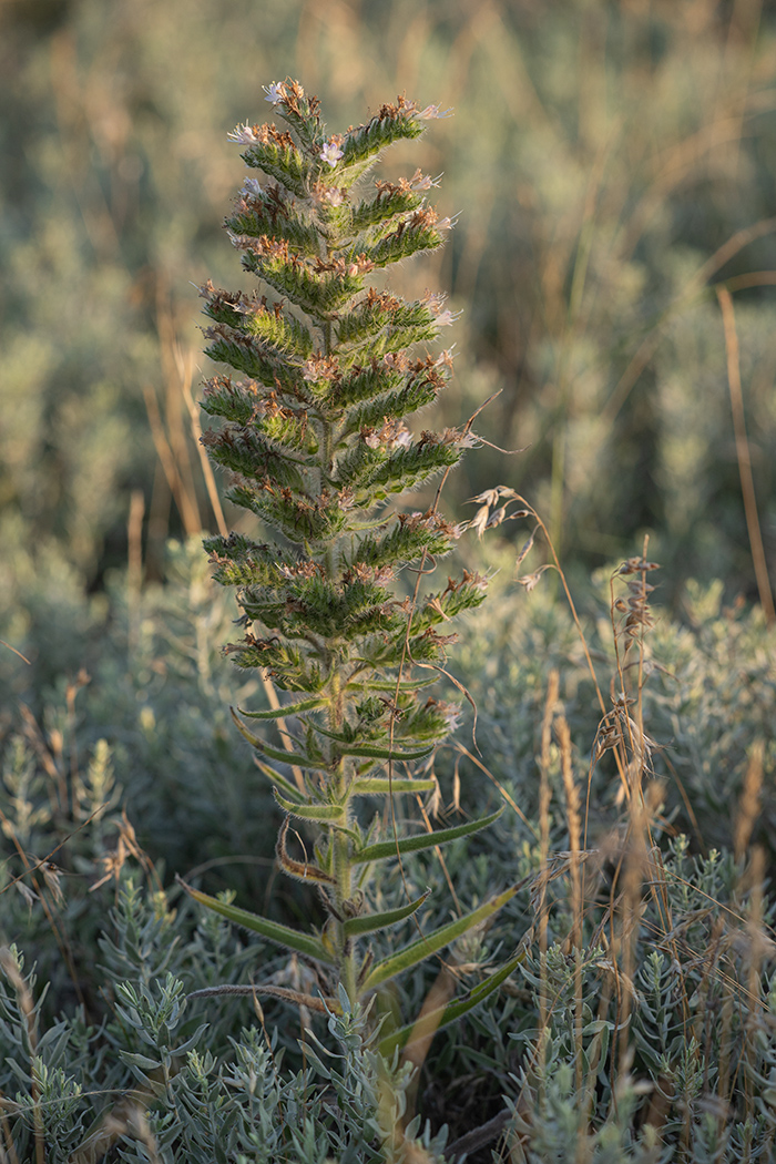 Изображение особи Echium biebersteinii.