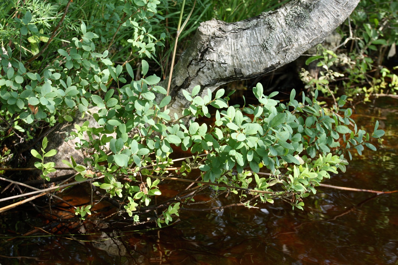 Image of Vaccinium uliginosum specimen.