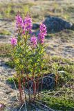 Chamaenerion angustifolium. Цветущее растение. Мурманская обл., п-в Рыбачий, пологий склон небольшой сопки вблизи м. Коровий, ~100 м н.у.м., каменистая воронично-лишайниковая тундра. 28.07.2020.