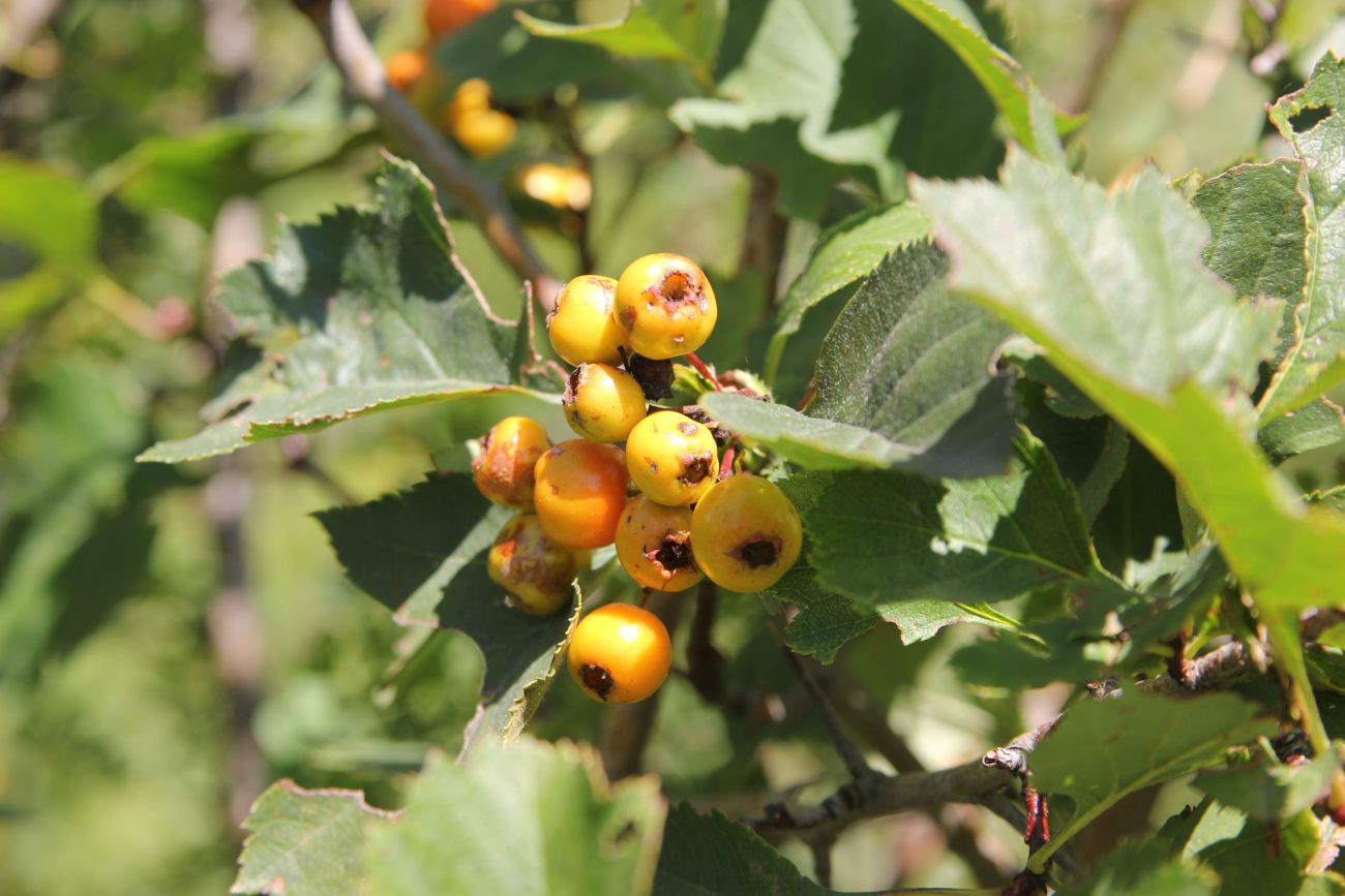 Image of Crataegus chlorocarpa specimen.