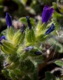 Echium arenarium. Верхушка цветущего побега. Греция, Эгейское море, о. Сирос, пос. Фабрика (Φάμπρικα), низкий каменистый берег моря. 22.04.2021.