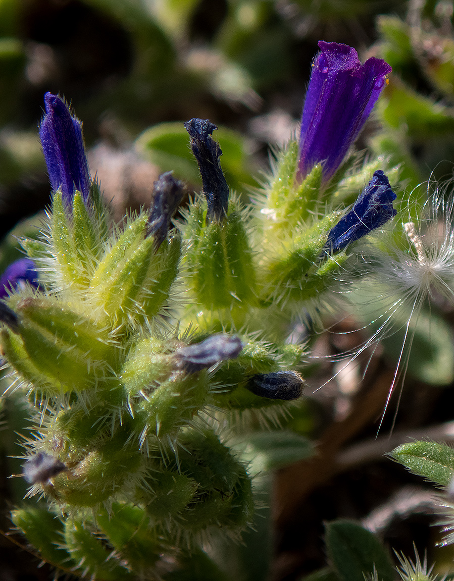 Изображение особи Echium arenarium.