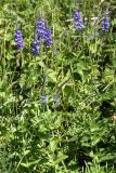 Veronica teucrium. Верхушки цветущих растений. Ленинградская обл., Ломоносовский р-н, Кирхгофские высоты, сухой луг на известняках у обочины дороги. 03.07.2010.