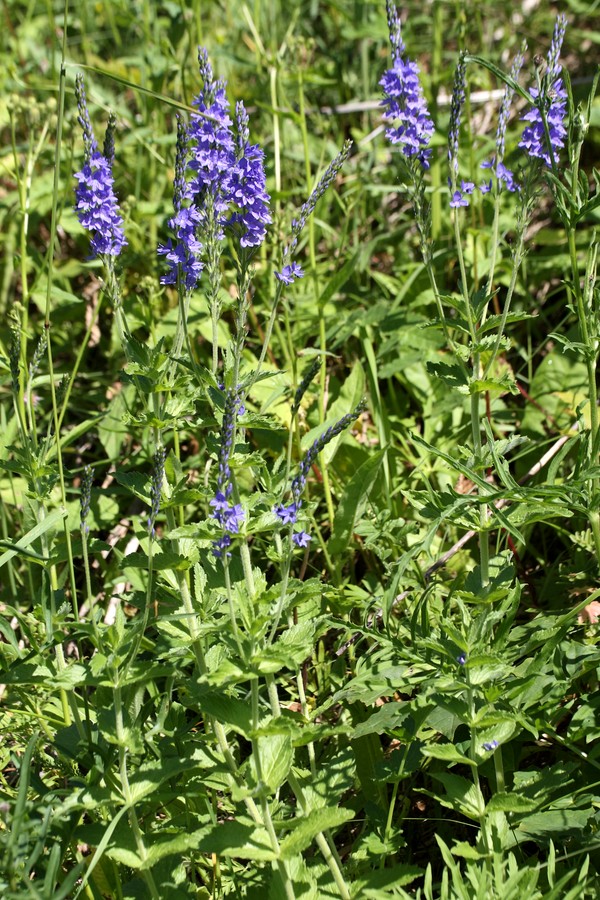 Image of Veronica teucrium specimen.