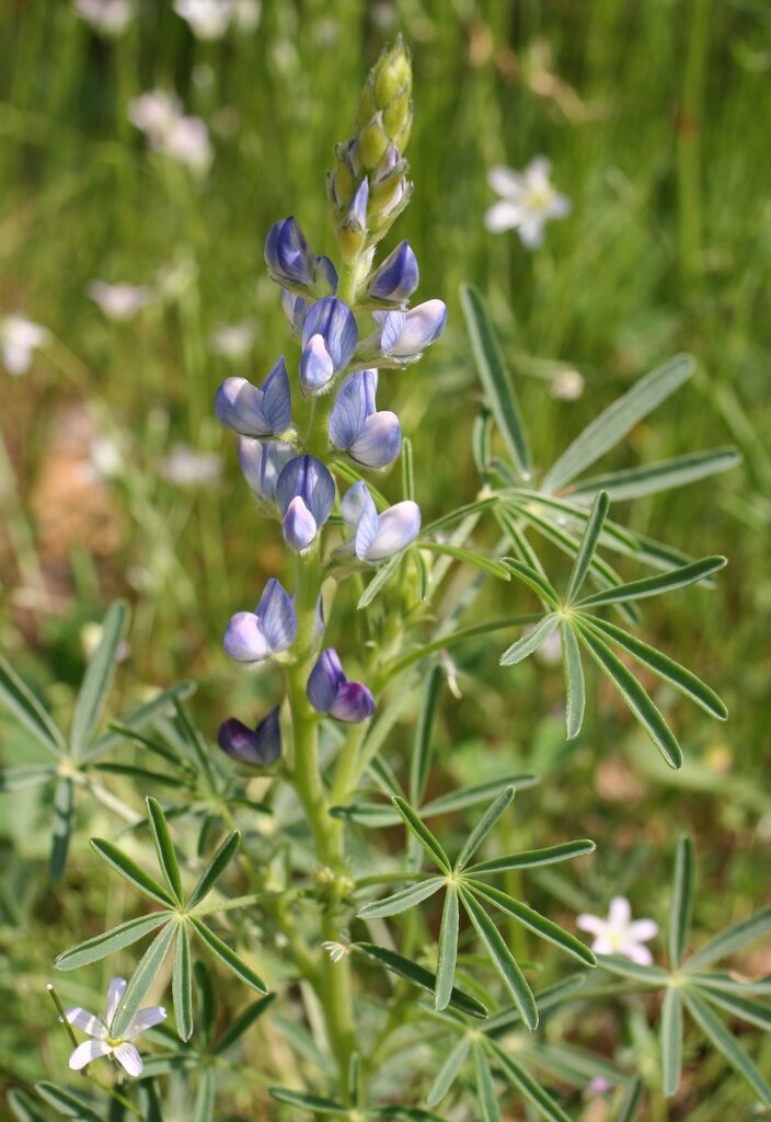 Image of Lupinus angustifolius specimen.