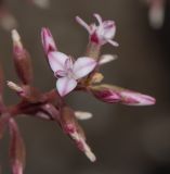 семейство Bromeliaceae