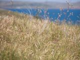 род Stipa. Цветущие растения. Крым, Керченский п-ов, Ленинский р-н, окр с. Осовины, мыс Газан, степь на верхней террасе приморского склона. 28.05.2021.