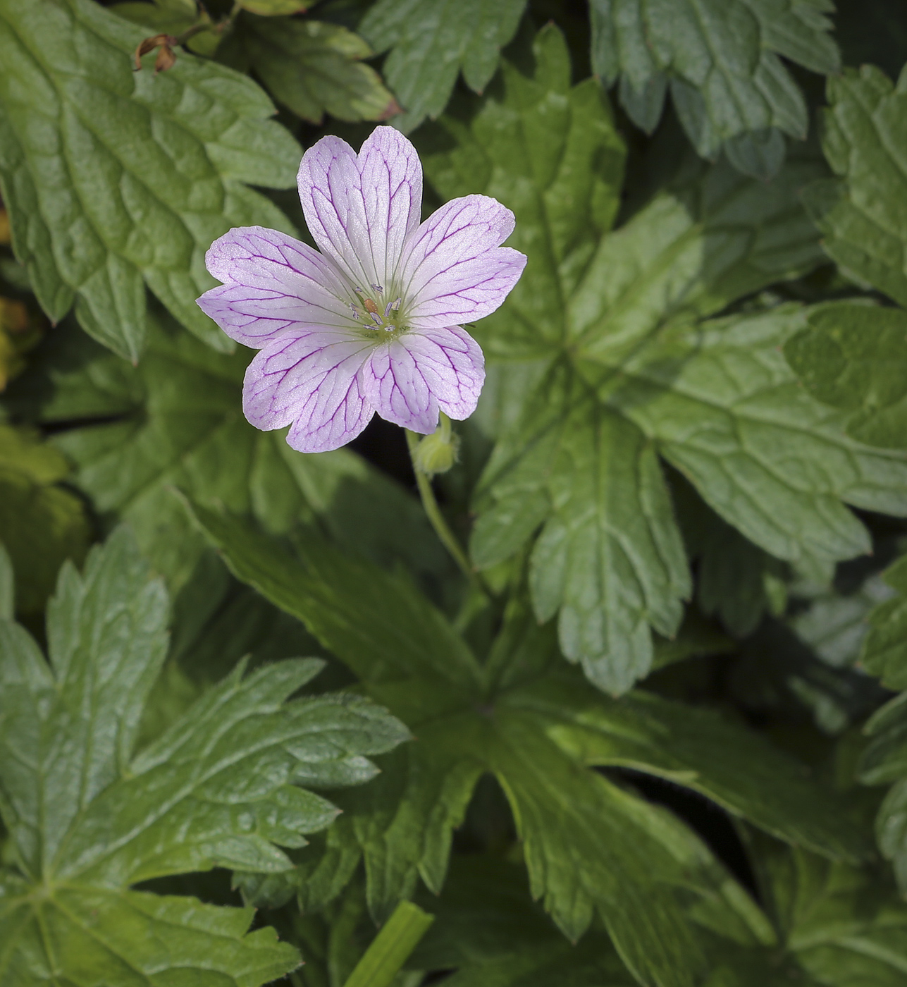 Image of Geranium gracile specimen.