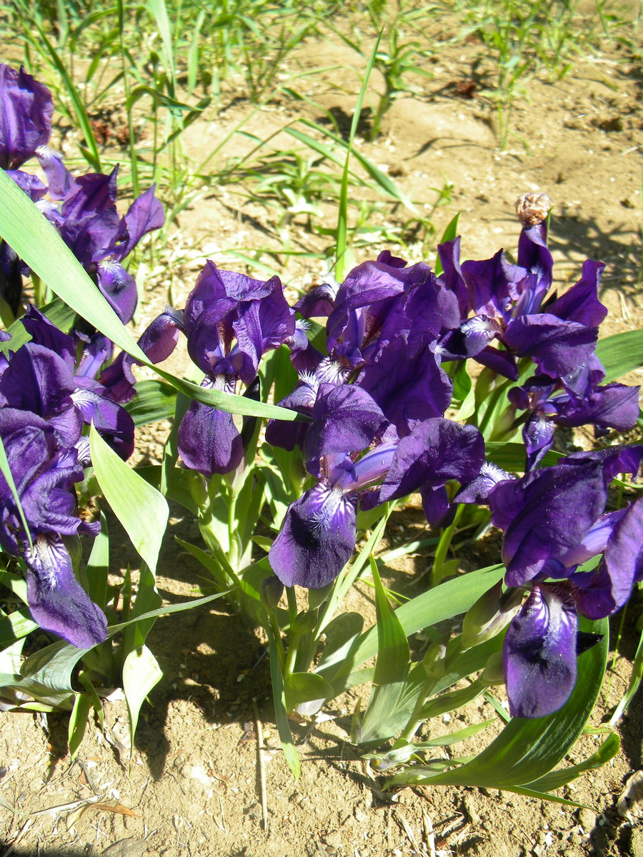 Изображение особи Iris aphylla.