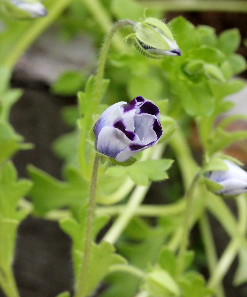 Image of Nemophila maculata specimen.