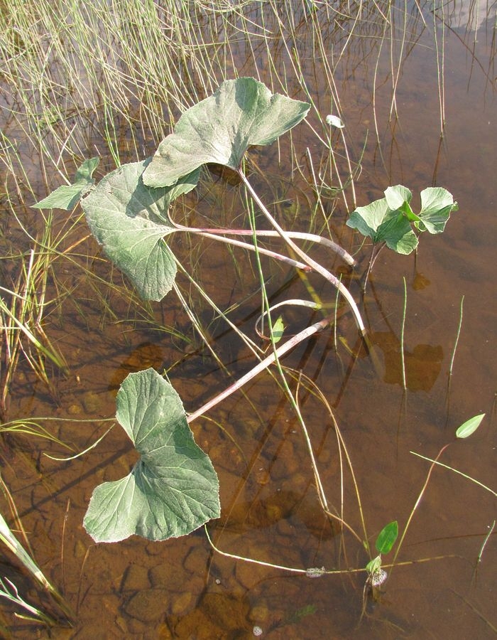 Image of Petasites radiatus specimen.