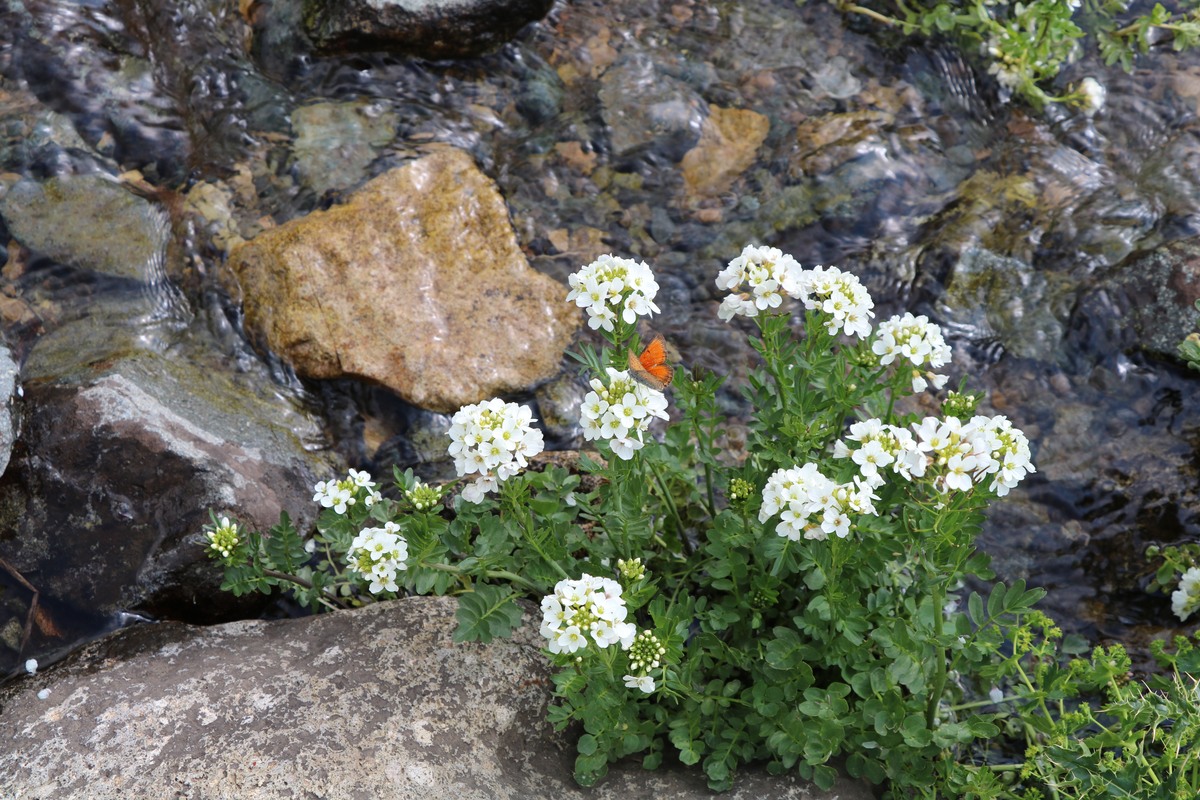 Image of Cardamine uliginosa specimen.