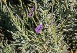 Lavandula angustifolia. Верхушка побега с соцветием. Крым, Симферополь, в культуре. 28.10.2021.