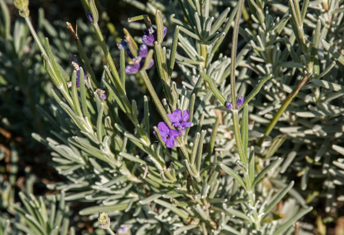 Image of Lavandula angustifolia specimen.