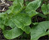 Brunnera sibirica