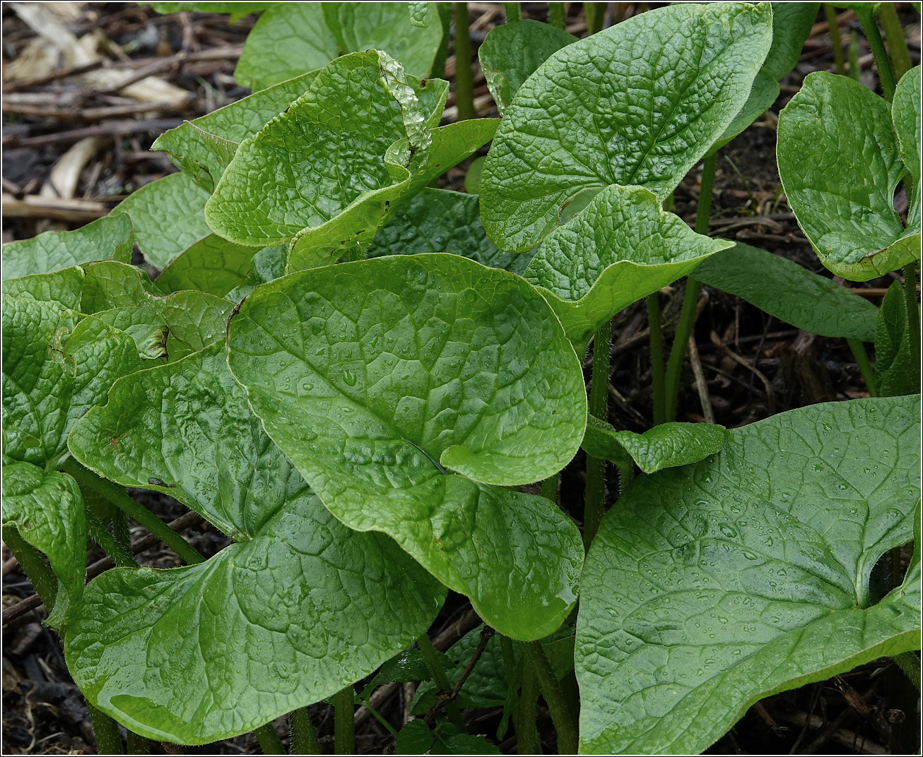 Image of Brunnera sibirica specimen.