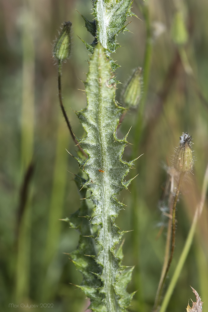 Image of Carduus cinereus specimen.