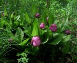 Cypripedium macranthos. Часть куртины с зацветшими растениями. Красноярский край, Новоселовский р-н, окр. спортивно-оздоровительного лагеря \"Политехник\" Сибирского федерального университета, берег Убейского залива Красноярского водохранилища, склон сопки, березняк высокотравно-разнотравный. 05.06.2022.