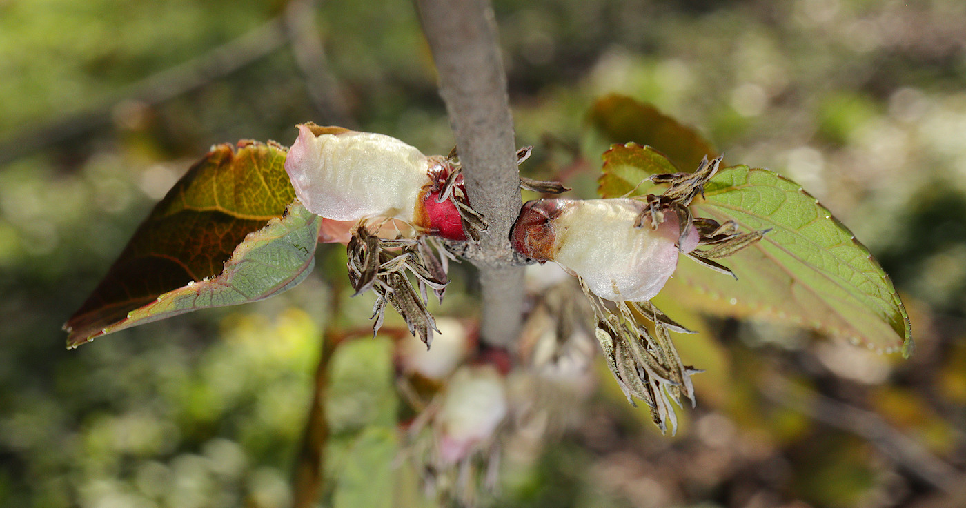 Изображение особи Disanthus cercidifolius.