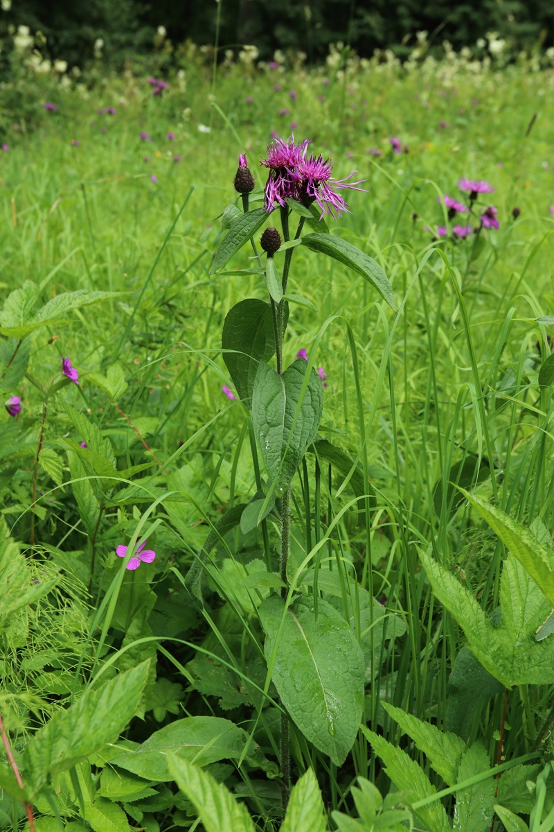 Image of Centaurea phrygia specimen.