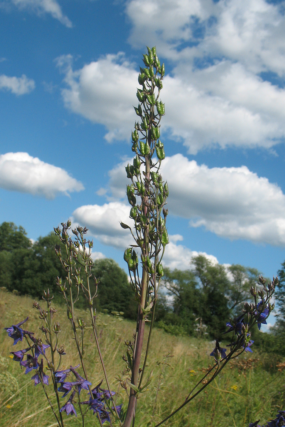 Изображение особи Delphinium cuneatum.