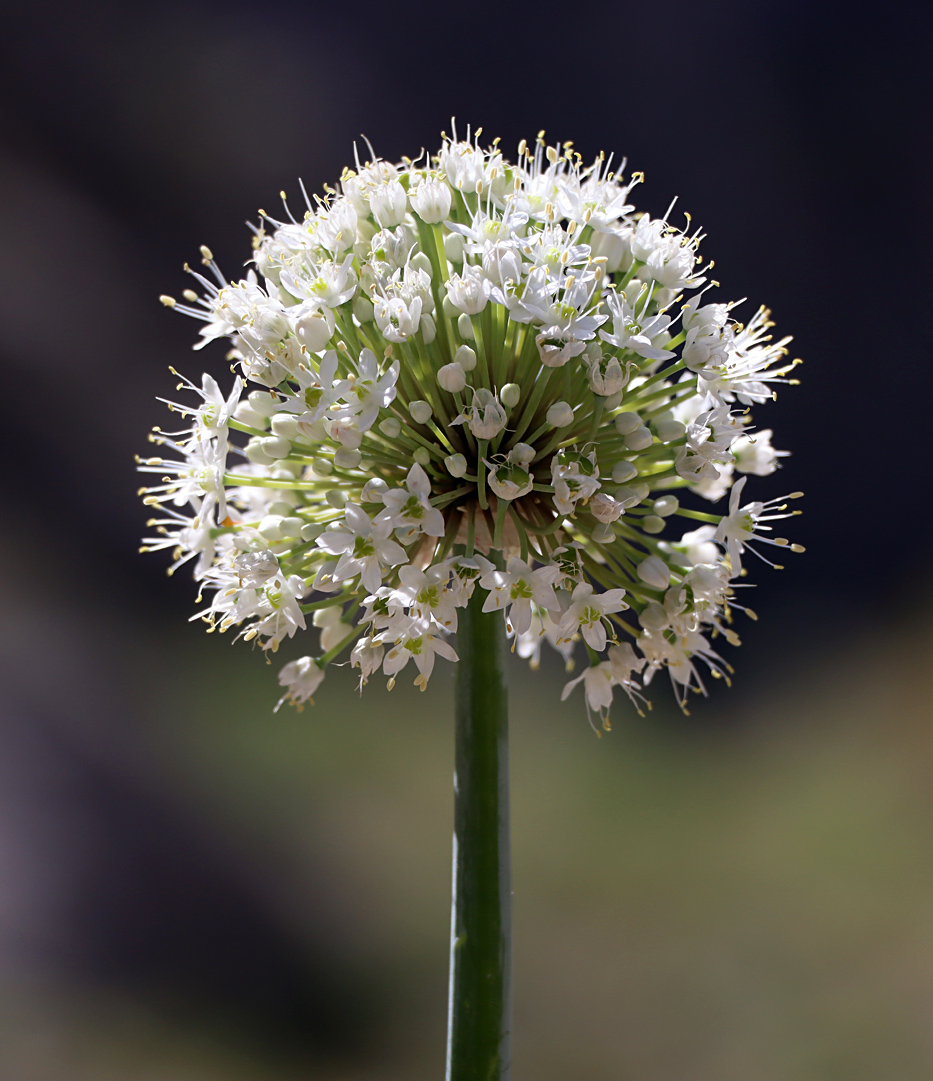 Изображение особи Allium pskemense.