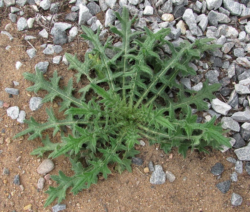 Image of Cirsium vulgare specimen.