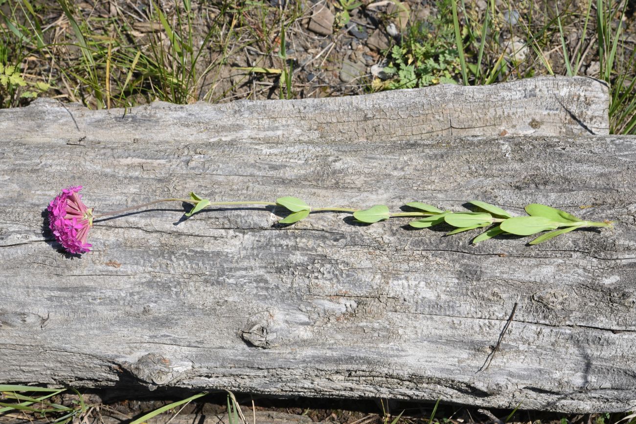 Image of Silene compacta specimen.