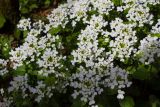 Pachyphragma macrophyllum